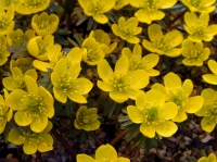 Bright golden yellow goblets and bronze young foliage
